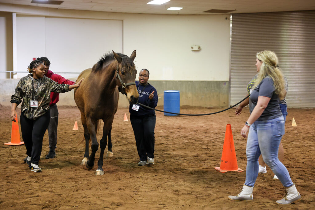 Students acquiring equine care and handling skills with a brown horse in an indoor arena.