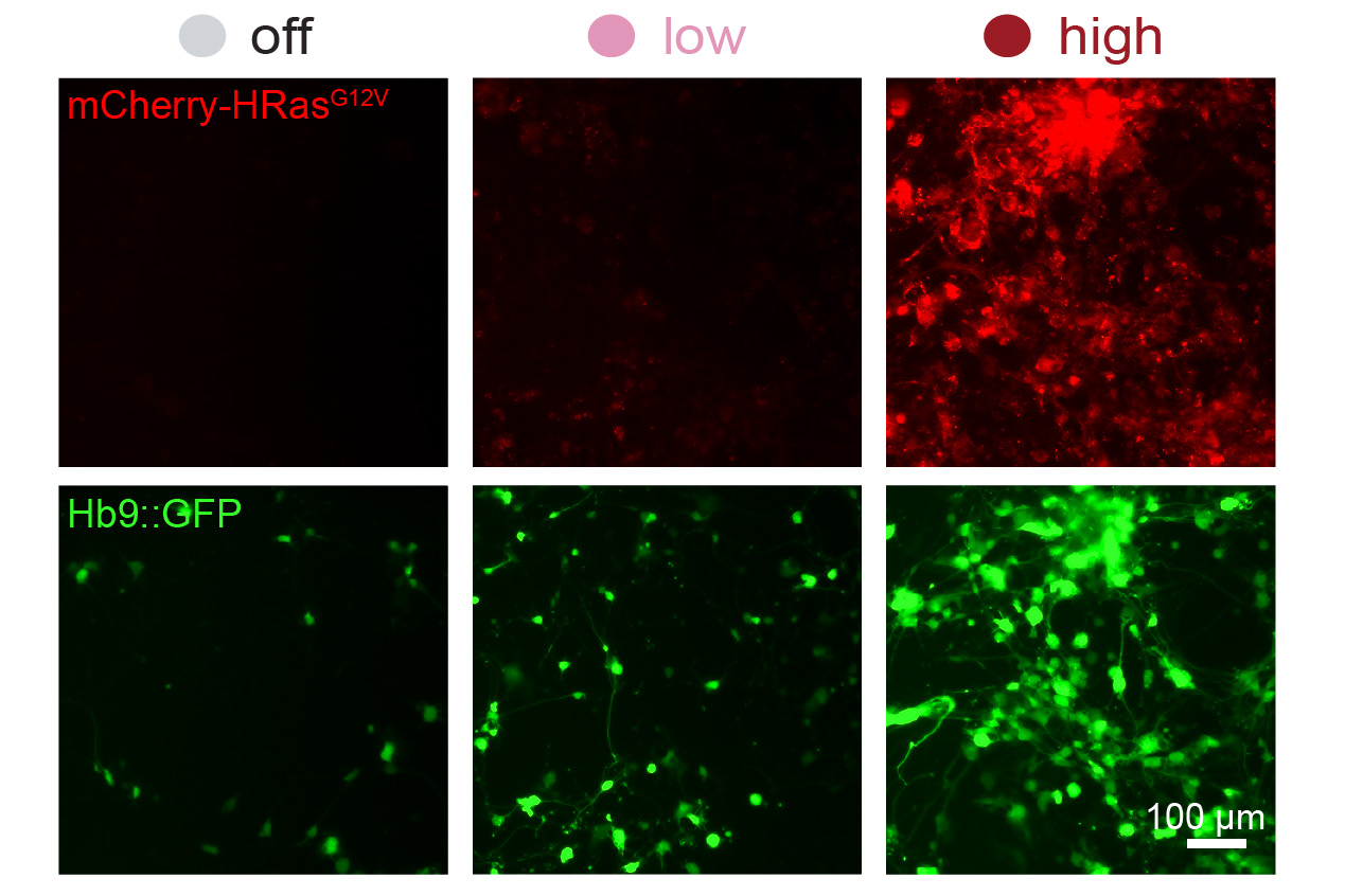 Revolutionary System Modulates Synthetic Gene Activity with Precision
